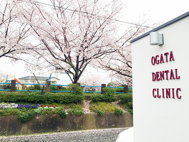 おがた歯科のエントランスと桜の写真