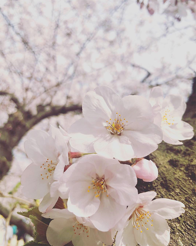 おがた歯科から見える桜の写真